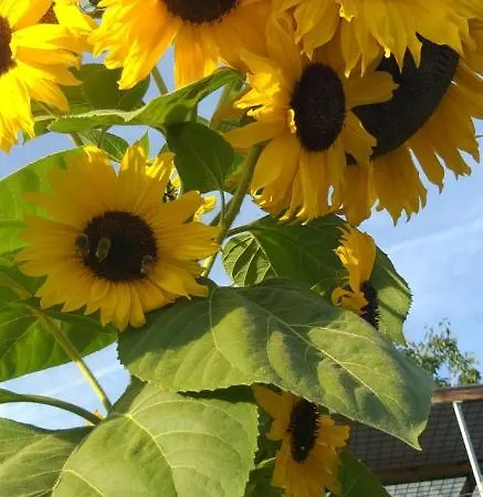 Lägenhet Apartma Metka Trzic