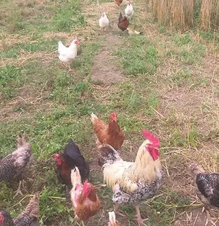 Lägenhet Apartma Metka Trzic