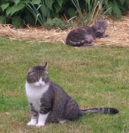 Apartma Metka Trzic Апартаменты