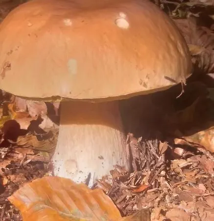 Apartma Metka Trzic Lese