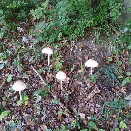 Apartma Metka Trzic Lese