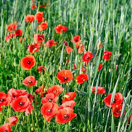 Lägenhet Apartma Metka Trzic *