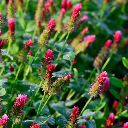 Apartma Metka Trzic Lägenhet Lese