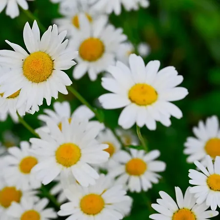 Lägenhet Apartma Metka Trzic *