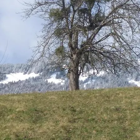 Apartma Metka Trzic Апартаменты *