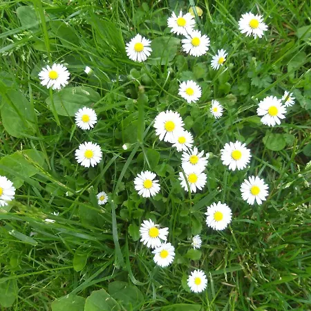 Apartma Metka Trzic Апартаменты *