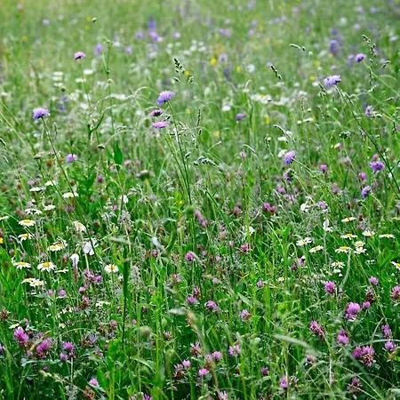 Apartma Metka Trzic *