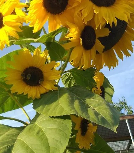 Apartamento Apartma Metka Trzic