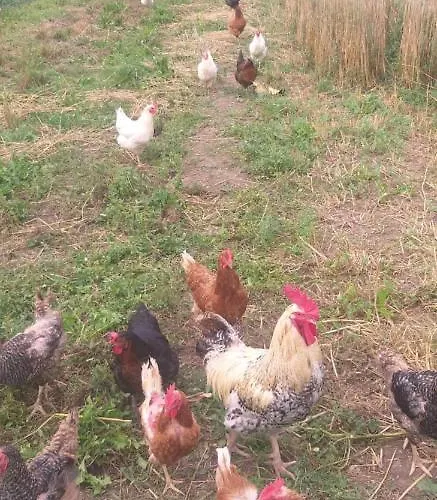 公寓 Apartma Metka Trzic