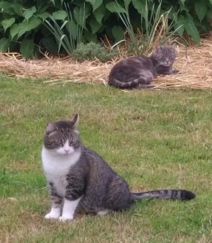 Apartma Metka Trzic Apartamento