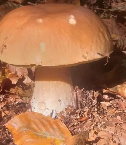 Apartma Metka Trzic Lese