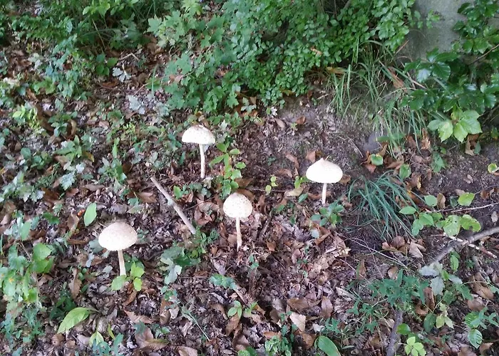 Apartma Metka Trzic Lese