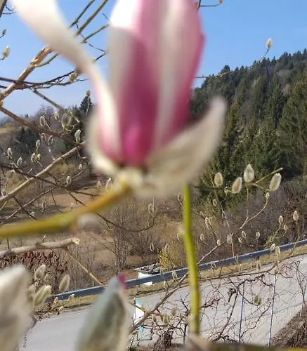 Apartma Metka Trzic 公寓