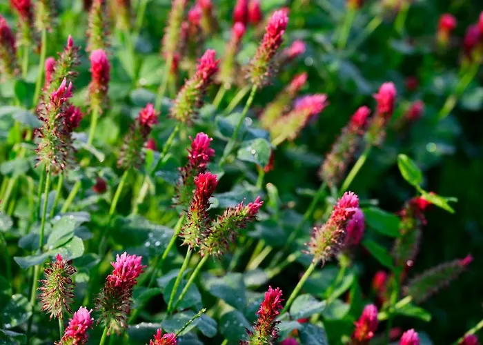 Apartma Metka Trzic Apartamento Lese