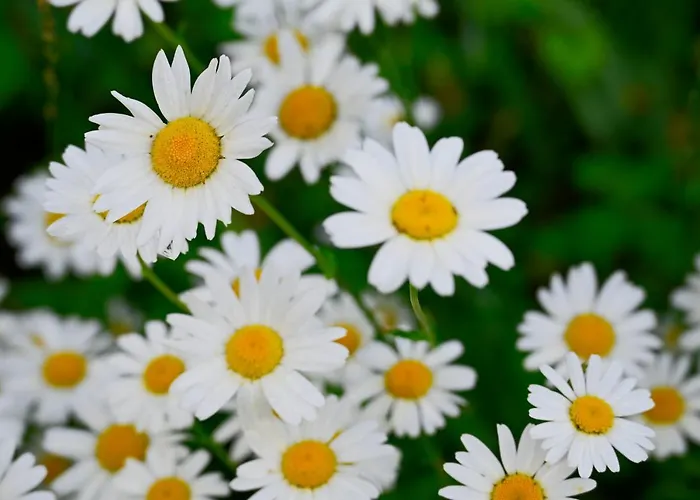 公寓 Apartma Metka Trzic *