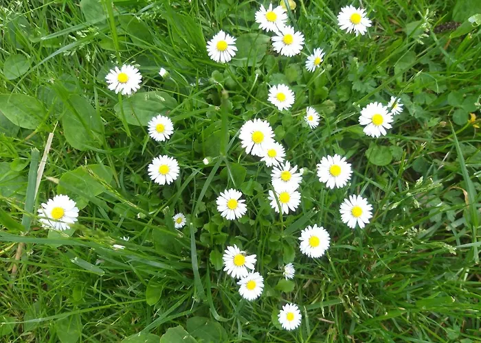 Apartma Metka Trzic 公寓 *