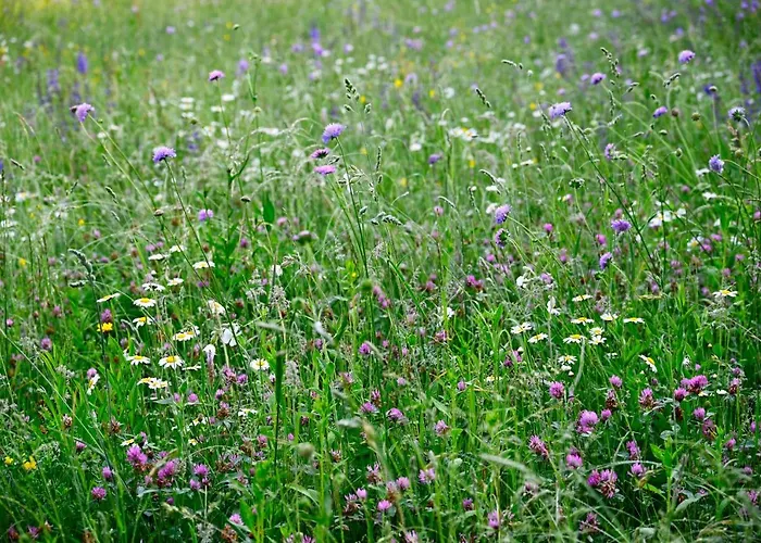 Apartma Metka Trzic *